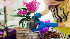 Zo verzorg je je orchidee in april: een bloemist noemt 5 onmisbare stappen