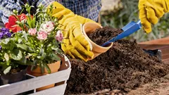Buren zullen denken dat het duur is: bloemen die het effect van een elitaire tuin creëren