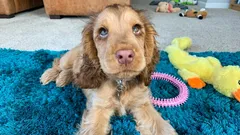 Deze honden zijn altijd trouw en aanhankelijk: een zoöloog noemt 5 unieke rassen