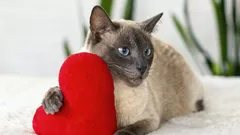 Denk je dat katten egoïstisch zijn? Zo bewijzen ze elke dag hun liefde