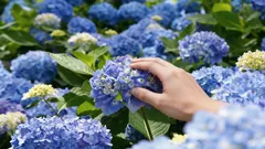 Koningen van de schaduwtuin: 4 planten die perfect een donkere hoek opfleuren